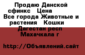  Продаю Данской сфинкс › Цена ­ 2 000 - Все города Животные и растения » Кошки   . Дагестан респ.,Махачкала г.